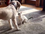 Un jeune Bengal fait la loi face à un Goldendoodle