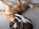 Un Golden Retriever s'amuse avec un Maine Coon