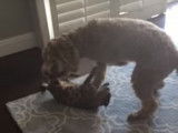 Comme chiens et chats : un Goldendoodle et un Bengal jouent