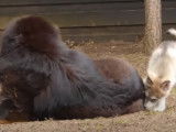 Un chiot Malamute d'Alaska avec un Mastiff Tibétain