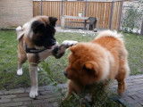 Un Akita Américain avec un Chow Chow