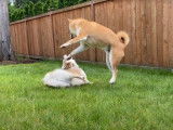 Une partie de jeu endiablée entre un Pomsky et un Shiba Inu