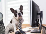 Emmener son chien au travail