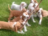 Dix Chiens Courants Espagnols et une friandise