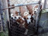 Des Chiens Courants Espagnols impatients