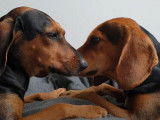 Taquineries entre Chiens Courants Grecs
