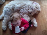 Un Goldendoodle espiègle joue en compagnie d'un bébé
