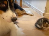 Un chaton American Curl fait connaissance avec un Berger Australien