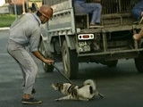Les rafles de chiens à Hô Chi Minh-Ville, au Vietnam