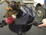 Sac de transport pour se déplacer à vélo avec son chien