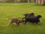 Séance extérieure de jeu pour ces chiots Mâtin Espagnol