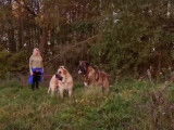 Promenade d'un groupe de Mâtins Espagnols et de Mastiffs
