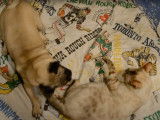 Un chat Bengal et un chien Carlin jouent ensemble