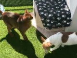 Un Abyssin et un Jack Russell profitent du soleil