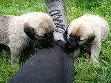 Des chiots Kangal très tactiles et joueurs