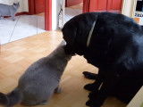Un British Shorthair qui est très complice avec un chien