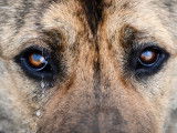 Gros plan sur les yeux d'un chien qui pleure