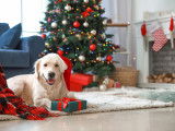 Un chien avec un bonnet devant un sapin de Noël et des cadeaux