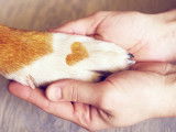 Un chien donne la patte à un humain