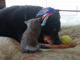 Un Rottweiler joue avec un chaton