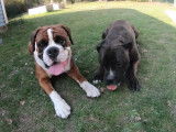 Rencontre entre Rex le Boxer et Freia le Cane Corxer