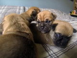 Des chiots Chug se blotissent les uns contre les autres