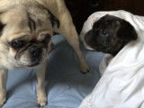 un-carlin-et-un-frug-se-battent-pour-le-lit