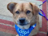 Missy, une Porgi heureuse de sortir se promener