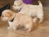 D'adorables chiots Westiepoo découvrent leur nouvel environnement