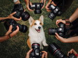 Un chien assis sur l'herbe entouré d'appareils photo pointés sur lui