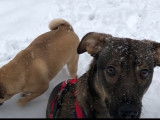 Deux chiens jouent dans la neige