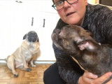 Présentation d'un Bugg et d'un Pug