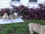 Des chiots Bullpug s'amusent dans le jardin