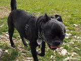Binky s'amuse au parc pour chiens.