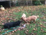 Des chiots Pugalier joueurs et pleins de vie