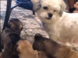 Des chiots Pug Zu jouent avec leur mère