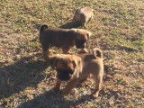 Des petits chiots Pugalier dans un parc