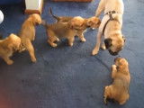 Une famille accueille d'adorables chiots Pugshire
