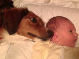 Un Border Beagle et un bébé