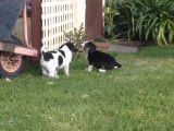 Des chiots Border Beagle sortent dans le jardin