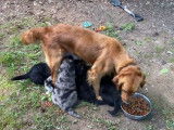 Des chiots Australian Retriever partagent une gamelle