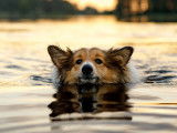 Un Corgi en train de nager dans un lac