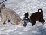 Des Bordoodle jouent avec un ballon dans la neige
