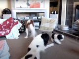 Une portée de Cava Tzu s'amuse sous le regard attentif de leurs parents