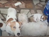 Un Jack Russell surveille ses chiots Jack-Tzu