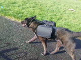 Ce chien Labsky porte un gilet avec des sacoches