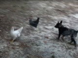 Ce chien Catahoula Heeler joue avec des poules