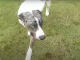 Un chien adore jouer avec un Catahoula Heeler au pelage bleu