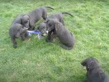 Ces chiots Chesador jouent ensemble avec le même jouet