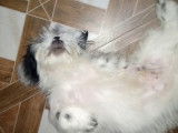 Un chien Cock-A-Tzu dort dans une position atypique